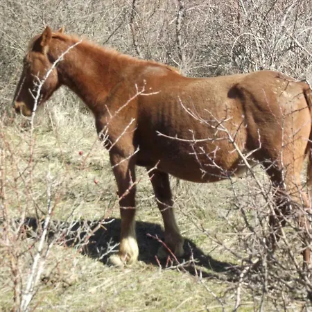 Paradiso Ξενοδοχείο